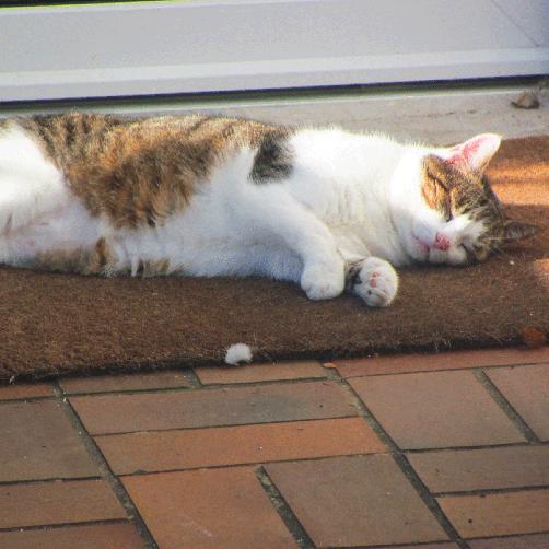 Katzenmatte zum Kratzen oder Liegen