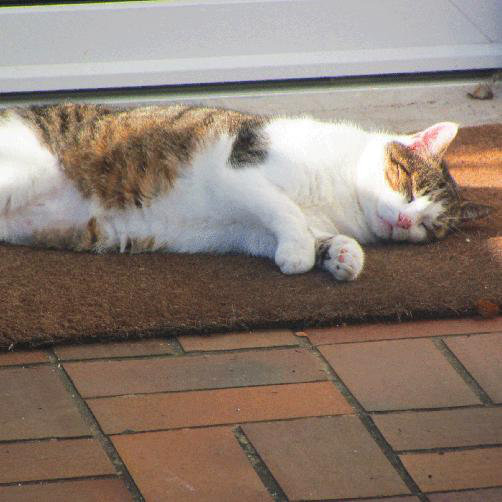 katzen-liegematte-kratzmatte